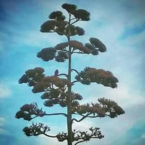 Meet your Posher, Cesar